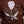 Carregar imagem no visualizador da galeria, Camiseta Overcome Gothic Rose Marrom